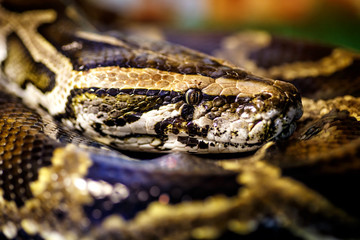 Reticulated python (Malayopython reticulatus) snake sometimes known as Royal Python or Ball Python.Photo of reticulated python head in full face