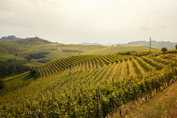 Vineyard landscape in Alba, Italy.