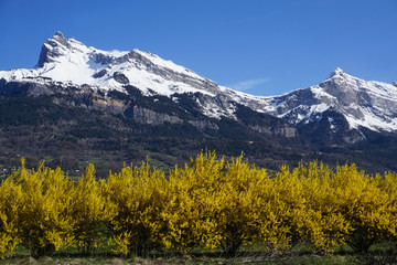 Fototapeta premium bright yellow forsythia in bloom in the valley with high snowy peaks of the French Alps