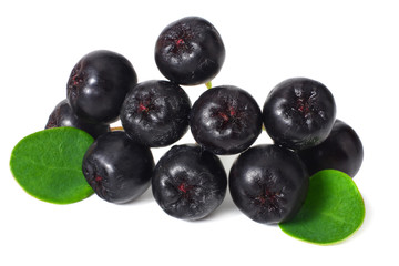 Chokeberry with green leaves isolated on white background. Black aronia.