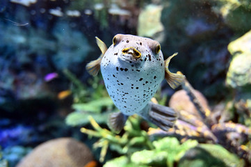 のんびり水中を泳ぐコクテンフグの可愛い姿