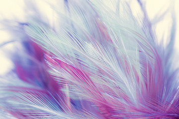 Beautiful chicken feathers in soft and blur style background for design