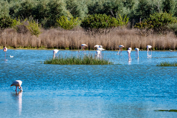 Greater Flamingos in Lagoon Fuente de Piedra, Andalusia, Spain