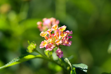 Spring landscape background with fresh spring flowers