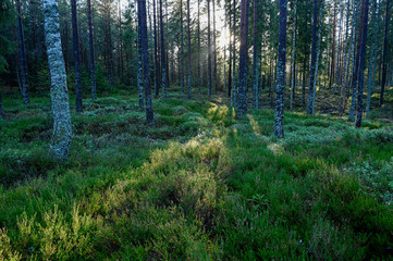 backlight through tree trunks in swedish forest