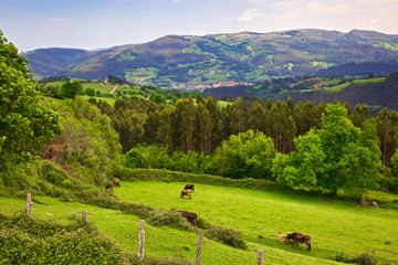 Livestock at Cantabria