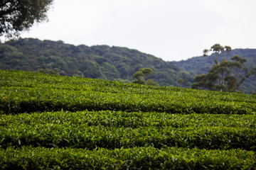 Fototapeta na wymiar Tea Estate Meghamalai Landscape