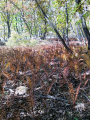 Dry ferns in early spring on the river bank in the Russian forest
