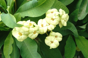 The Crown of thorns plant, the yellow flower of the sacred Euphorbiaceae family of the genus...