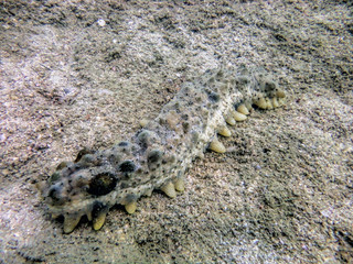 Big gray flatworm underwater in Thailand