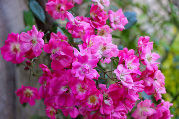 Spring landscape background with fresh spring flowers