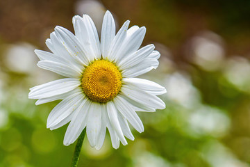 Wild Chamomile flower on meadow in spring. Daisy flower.