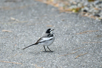 White wagtail in Funabashi city, Chiba prefecture, Japan