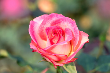 Close up Rose flowers blooming for nature background.