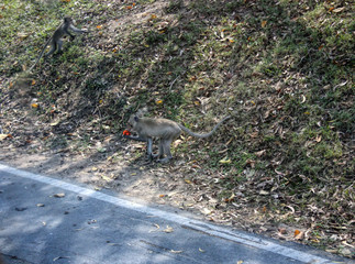 Monkey eating a red apple in Thailand park
