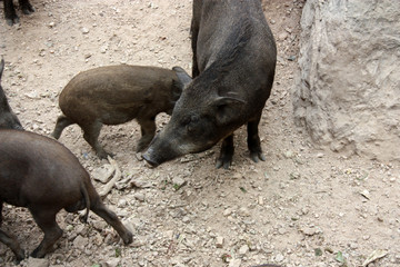 Little black pig bakers among stones in a park in Thailand