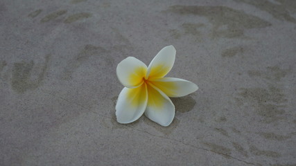Fototapeta na wymiar White and yellow plumeria flowers on the sandy beach