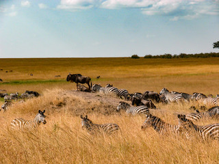wildebeast with zebra
