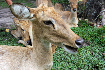 Little deer park in Thailand