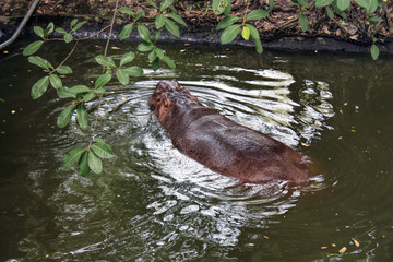 Fat hippo swims in the park of Thailand