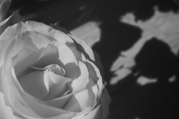 rose flower blooming, image black and white monochrome tone