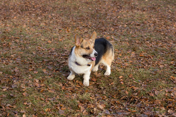 Cute pembroke welsh corgi is standing in the autumn park. Pet animals.