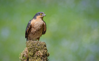 A portrait of a male sparrowhawk perched on an old lichen covered tree stump