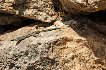 Eidechse auf Kreta, Griechenland