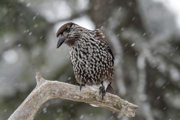 Close-up portrait of beautiful Spotted Nutcracker (Nucifraga caryocatactes)