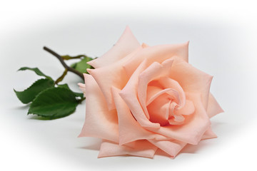 single orange rose flower blossom isolated on white background