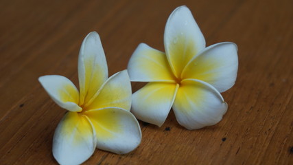 Fototapeta na wymiar Plumeria of white and yellow flowers on a wooden table