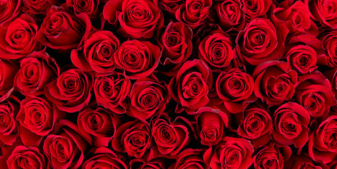 Red roses