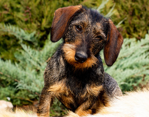 ..wire-haired dachshund close-up outdoors
