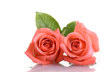 orange peach color tone of rose flower bouquet isolated on white background