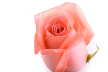 Fototapeta na wymiar closeup orange rose flower isolated on white background