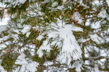 Winter cedar branch. Evergreen tree