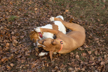 Jack russell terrier puppy and american staffordshire terrier puppy are playing in the autumn park....