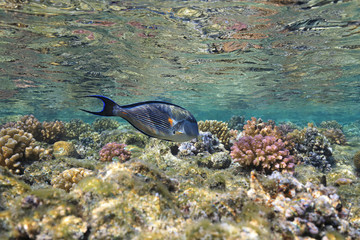 Sohal surgeonfish