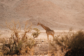young giraffe in the wild in Namibia
