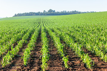 Fototapeta na wymiar Farmland Young Maize Corn Crops Summer Agricultural Landscape