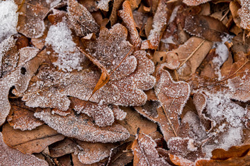 Frozen leaves on the ground