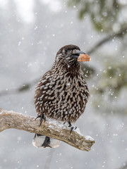 Close-up portrait of beautiful Spotted Nutcracker (Nucifraga caryocatactes)