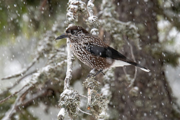 Close-up portrait of beautiful Spotted Nutcracker (Nucifraga caryocatactes)