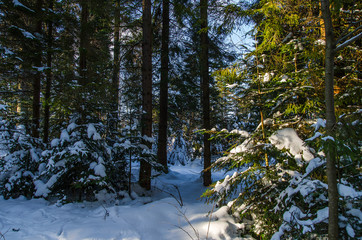 Bieszczady las zima 