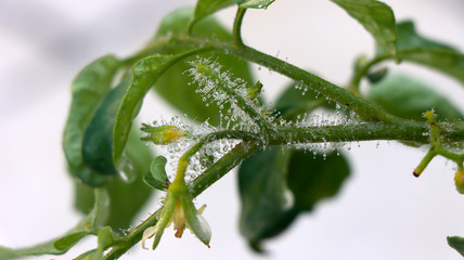 Bright yellow flowers and green leaves of tomatoes