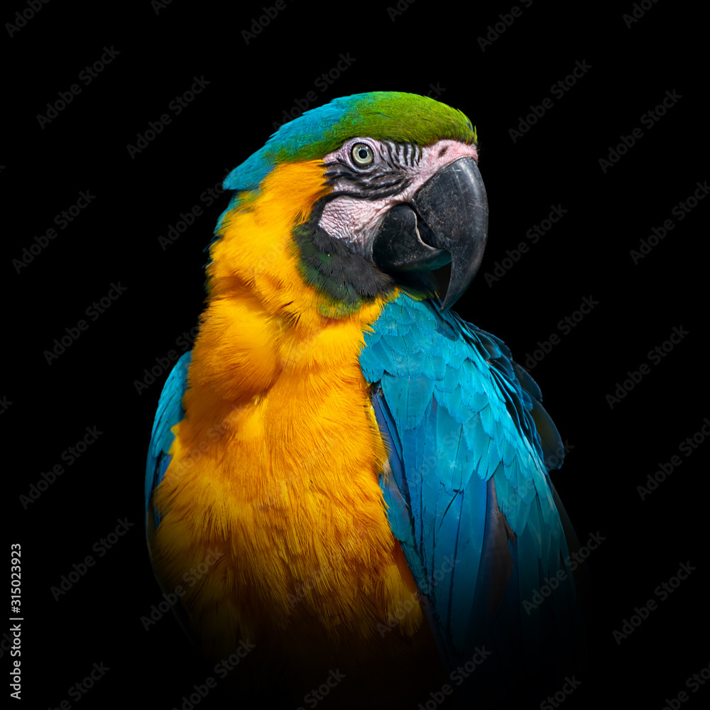 Wall mural parrot on dark background