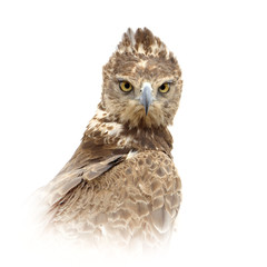 Tawny eagle on white background