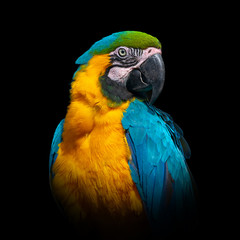 Parrot on dark background