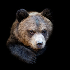 Bear on dark background