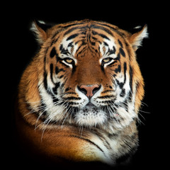 Tiger on dark background